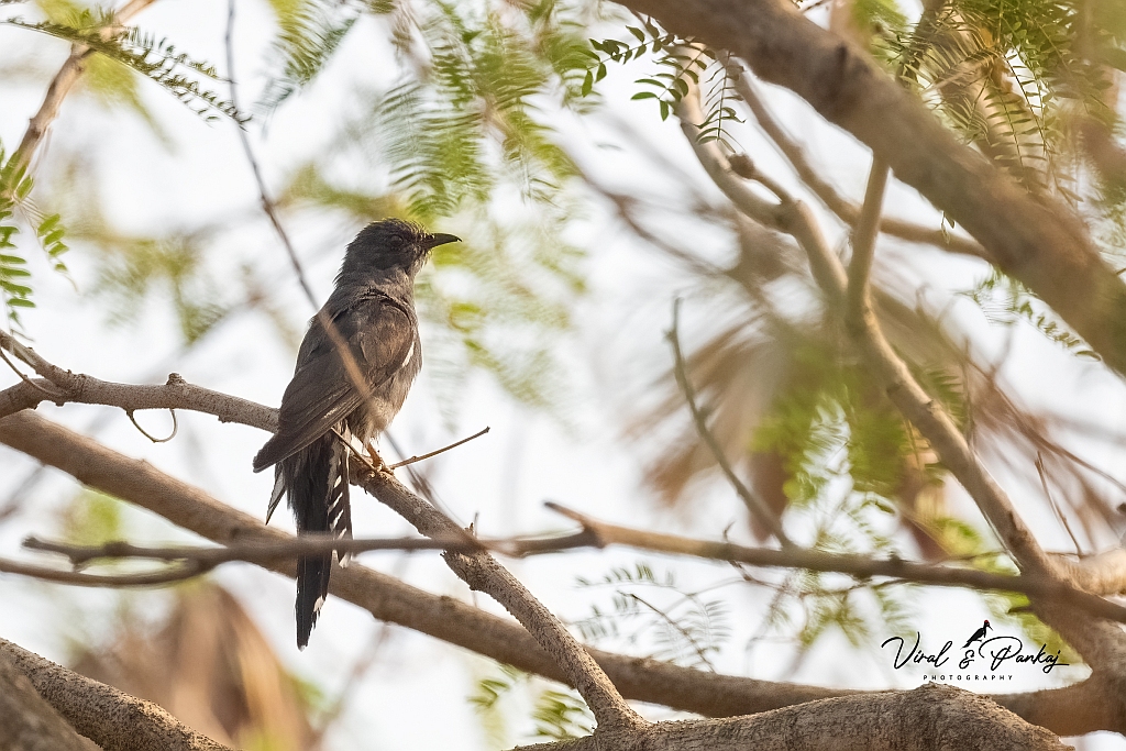 Grey-bellied Cuckoo